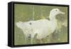 The White Drake-Joseph Crawhall-Framed Stretched Canvas