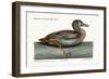 The White-Face Teal, 1749-73-Mark Catesby-Framed Giclee Print