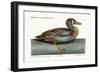 The White-Face Teal, 1749-73-Mark Catesby-Framed Giclee Print