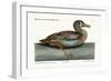 The White-Face Teal, 1749-73-Mark Catesby-Framed Giclee Print