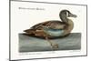 The White-Face Teal, 1749-73-Mark Catesby-Mounted Giclee Print