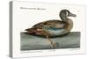 The White-Face Teal, 1749-73-Mark Catesby-Stretched Canvas