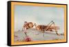 The White-Faced Decticus-Edward Detmold-Framed Stretched Canvas