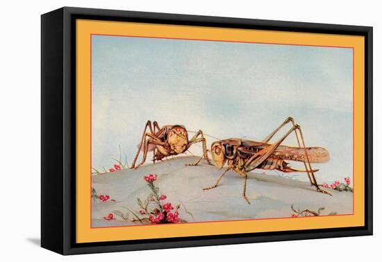 The White-Faced Decticus-Edward Detmold-Framed Stretched Canvas