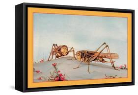 The White-Faced Decticus-Edward Detmold-Framed Stretched Canvas