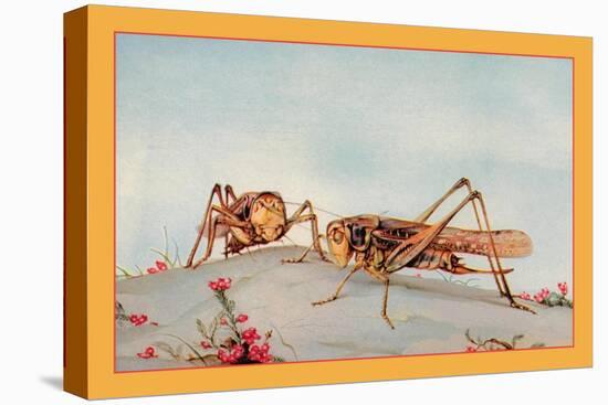 The White-Faced Decticus-Edward Detmold-Stretched Canvas