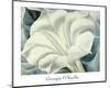 The White Flower (White Trumpet Flower), 1932-Georgia O'Keeffe-Mounted Art Print