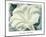 The White Flower (White Trumpet Flower), 1932-Georgia O'Keeffe-Mounted Art Print