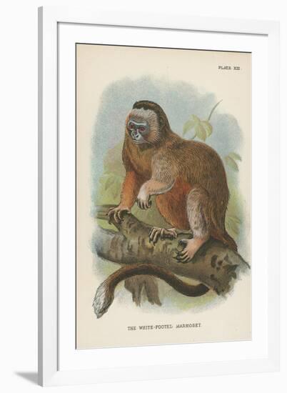 The White-Footed Marmoset-null-Framed Giclee Print