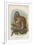 The White-Footed Marmoset-null-Framed Giclee Print