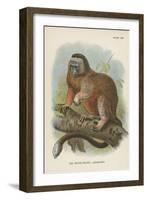 The White-Footed Marmoset-null-Framed Giclee Print