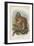 The White-Footed Marmoset-null-Framed Giclee Print
