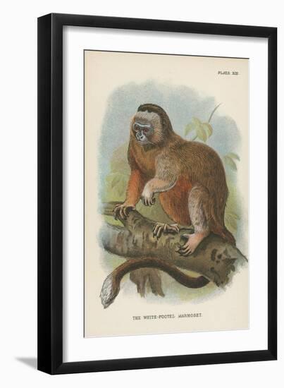 The White-Footed Marmoset-null-Framed Giclee Print