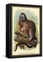 The White-Footed Marmoset-Sir William Jardine-Framed Stretched Canvas