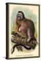 The White-Footed Marmoset-Sir William Jardine-Stretched Canvas
