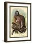 The White-Footed Marmoset-Sir William Jardine-Framed Art Print