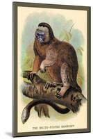 The White-Footed Marmoset-Sir William Jardine-Mounted Art Print