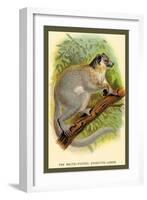 The White-Footed Sportive Lemur-Sir William Jardine-Framed Art Print