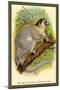 The White-Footed Sportive Lemur-Sir William Jardine-Mounted Art Print