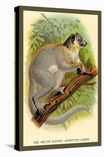 The White-Footed Sportive Lemur-Sir William Jardine-Stretched Canvas