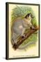 The White-Footed Sportive Lemur-Sir William Jardine-Stretched Canvas