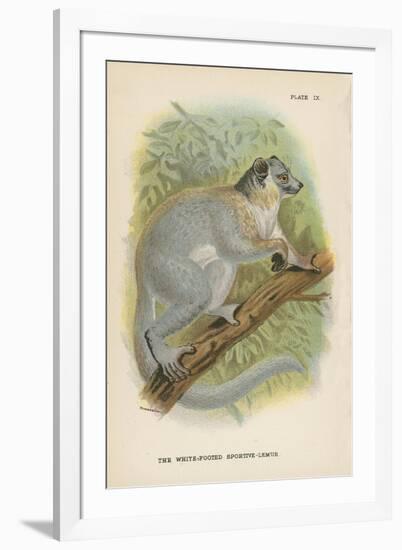 The White-Footed Sportive-Lemur-null-Framed Giclee Print