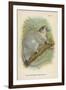 The White-Footed Sportive-Lemur-null-Framed Giclee Print