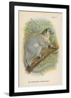 The White-Footed Sportive-Lemur-null-Framed Giclee Print