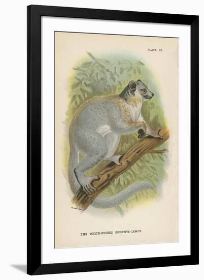 The White-Footed Sportive-Lemur-null-Framed Giclee Print