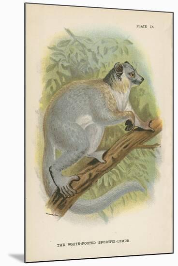 The White-Footed Sportive-Lemur-null-Mounted Giclee Print