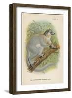 The White-Footed Sportive-Lemur-null-Framed Giclee Print