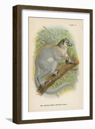 The White-Footed Sportive-Lemur-null-Framed Giclee Print