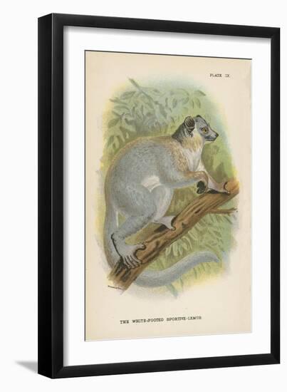 The White-Footed Sportive-Lemur-null-Framed Giclee Print