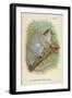 The White-Footed Sportive-Lemur-null-Framed Giclee Print