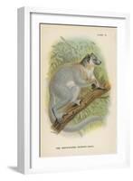 The White-Footed Sportive-Lemur-null-Framed Giclee Print