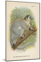 The White-Footed Sportive-Lemur-null-Mounted Giclee Print