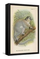 The White-Footed Sportive-Lemur-null-Framed Stretched Canvas