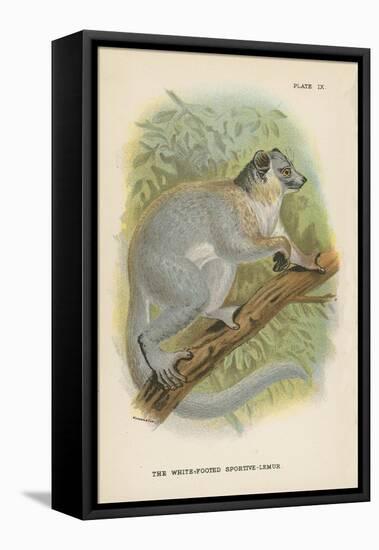 The White-Footed Sportive-Lemur-null-Framed Stretched Canvas