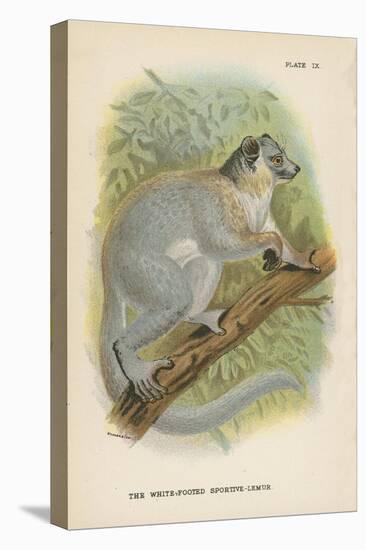 The White-Footed Sportive-Lemur-null-Stretched Canvas