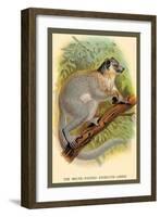 The White-Footed Sportive Lemur-Sir William Jardine-Framed Art Print