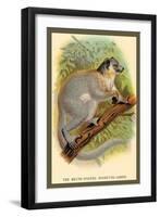 The White-Footed Sportive Lemur-Sir William Jardine-Framed Art Print