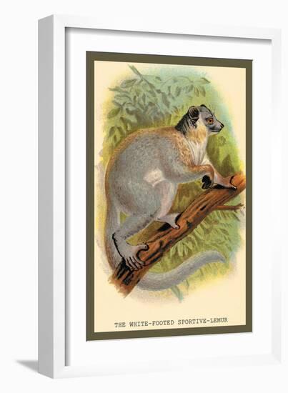 The White-Footed Sportive Lemur-Sir William Jardine-Framed Art Print