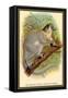 The White-Footed Sportive Lemur-Sir William Jardine-Framed Stretched Canvas