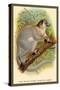 The White-Footed Sportive Lemur-Sir William Jardine-Stretched Canvas