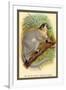 The White-Footed Sportive Lemur-Sir William Jardine-Framed Art Print