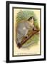 The White-Footed Sportive Lemur-Sir William Jardine-Framed Art Print