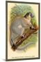 The White-Footed Sportive Lemur-Sir William Jardine-Mounted Art Print