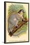 The White-Footed Sportive Lemur-Sir William Jardine-Stretched Canvas