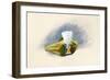 The White Hackle-Alison Cooper-Framed Giclee Print