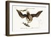 The White-Headed Eagle, 1749-73-Mark Catesby-Framed Giclee Print